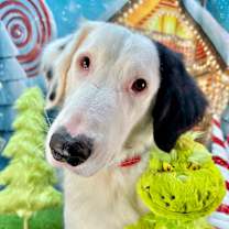 Thumbnail photo of Scozy #3