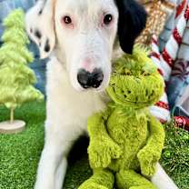 Thumbnail photo of Scozy #4