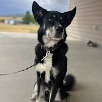 Thumbnail photo of Bear #1