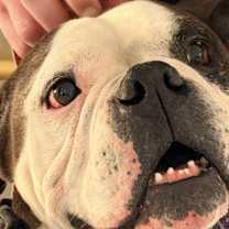 Thumbnail photo of Leela #1