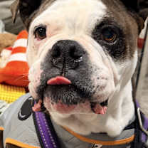 Thumbnail photo of Leela #2