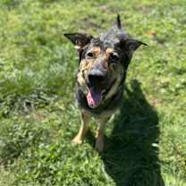 Thumbnail photo of Koda #2