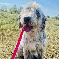 Thumbnail photo of Speckles #2