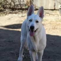 Thumbnail photo of Loki #2