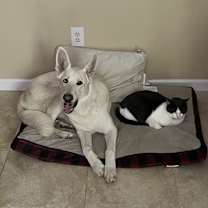 Thumbnail photo of Loki #3