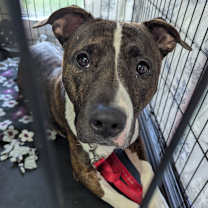 Thumbnail photo of Sunny #2