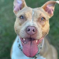 Thumbnail photo of Syndra #1