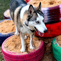 Thumbnail photo of Chester #1