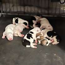 Thumbnail photo of Emoni #3