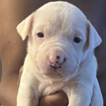 Thumbnail photo of Emoni #4