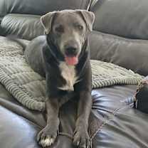 Thumbnail photo of Rocky #2