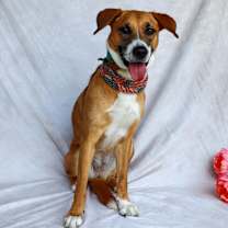 Thumbnail photo of Leia #1