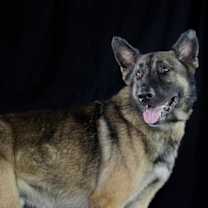 Thumbnail photo of Rufus the Dufus #2