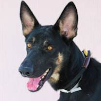 Thumbnail photo of CALVIN #2