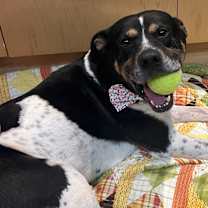 Thumbnail photo of Han Solo #1