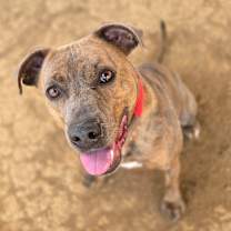 Thumbnail photo of Ari #1