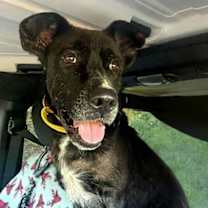 Thumbnail photo of Flippy #3