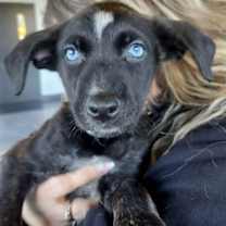 Thumbnail photo of X-Biscotti #3