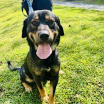 Thumbnail photo of Bear Bryant #2