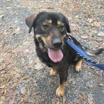 Thumbnail photo of Bear Bryant #3