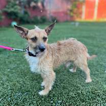 Thumbnail photo of Gizmo #3