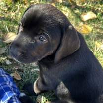 Thumbnail photo of Piper #1