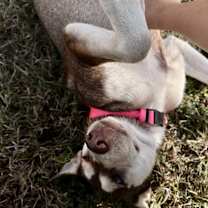 Thumbnail photo of Gemma #3