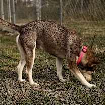 Thumbnail photo of Gemma #4