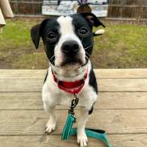 Thumbnail photo of Baxter #1