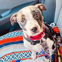 Thumbnail photo of Baxter #2