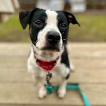 Thumbnail photo of Baxter #3