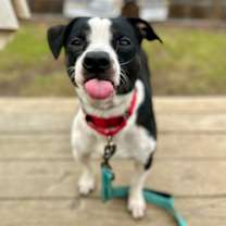 Thumbnail photo of Baxter #4