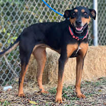 Thumbnail photo of Tansy #1