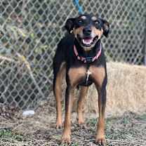 Thumbnail photo of Tansy #2