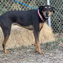 Thumbnail photo of Tansy #4