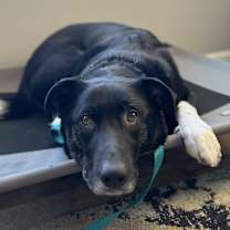 Thumbnail photo of Wilson #3