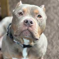 Thumbnail photo of Charlie #1