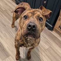 Thumbnail photo of Rolo #2