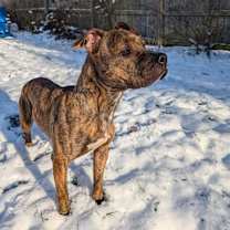 Thumbnail photo of Rolo #3