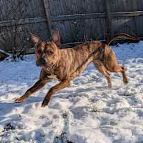 Thumbnail photo of Rolo #4