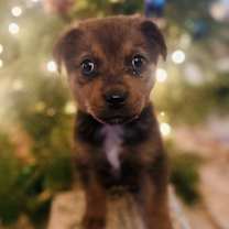 Thumbnail photo of Rupert Bear #3