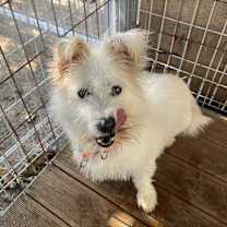 Thumbnail photo of Maro #2