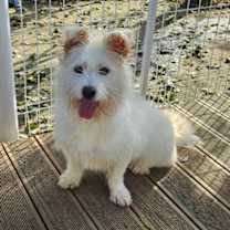 Thumbnail photo of Maro #3