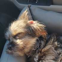 Thumbnail photo of Ruby #3