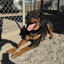 Thumbnail photo of Cooper #1