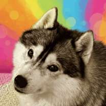 Thumbnail photo of HARLEY (Local) ky #2