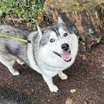 Thumbnail photo of HARLEY (Local) ky #3