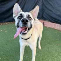 Thumbnail photo of Rosie 2 #4