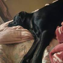 Thumbnail photo of Rosie #4