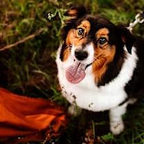 Thumbnail photo of Tux #3